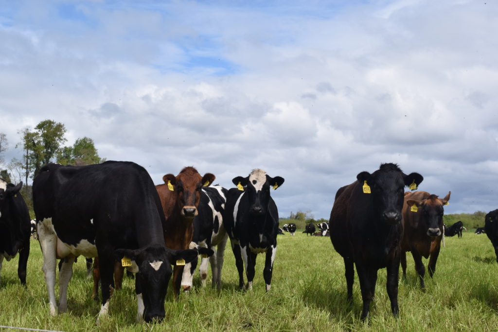CAMPO DEL AÑO YA TIENE FINALISTAS