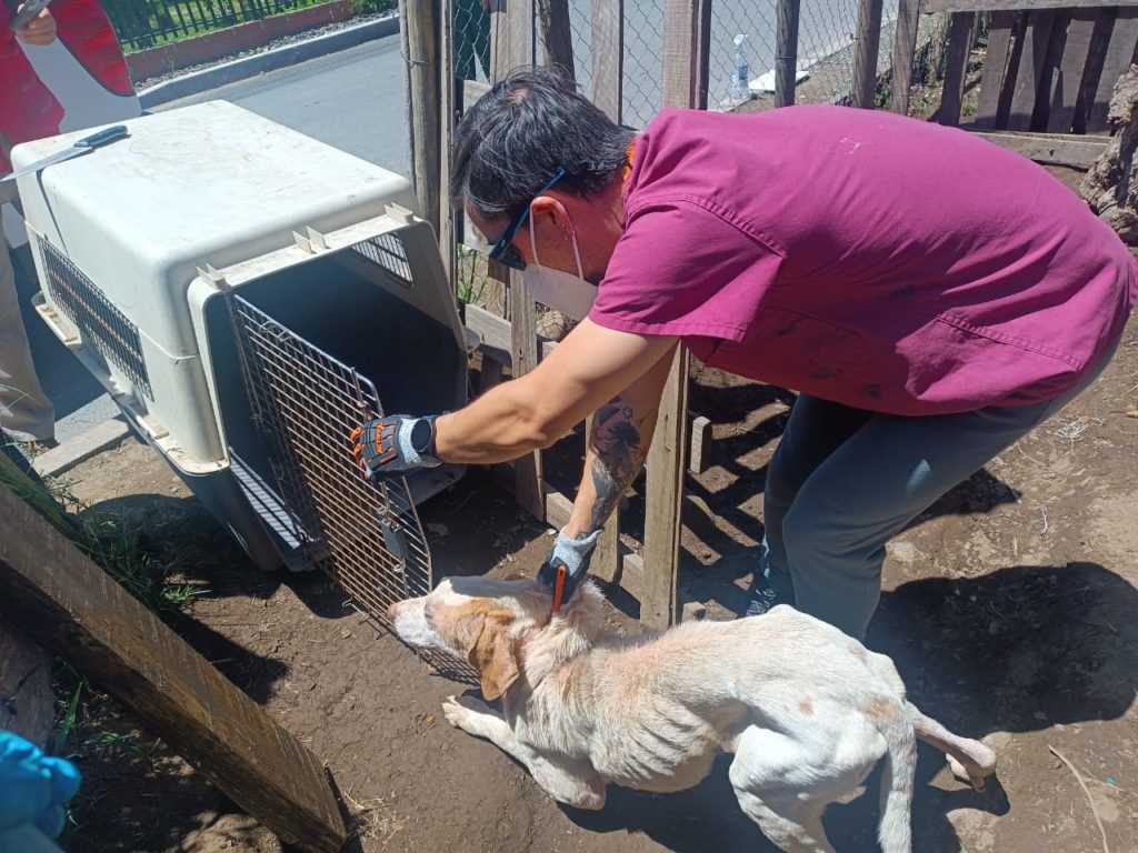 MUNICIPIO DE TENO FRENÓ CASO DE MALTRATO ANIMAL